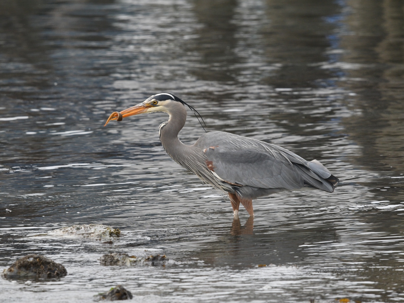 Серая цапля ловит рыбу в воде