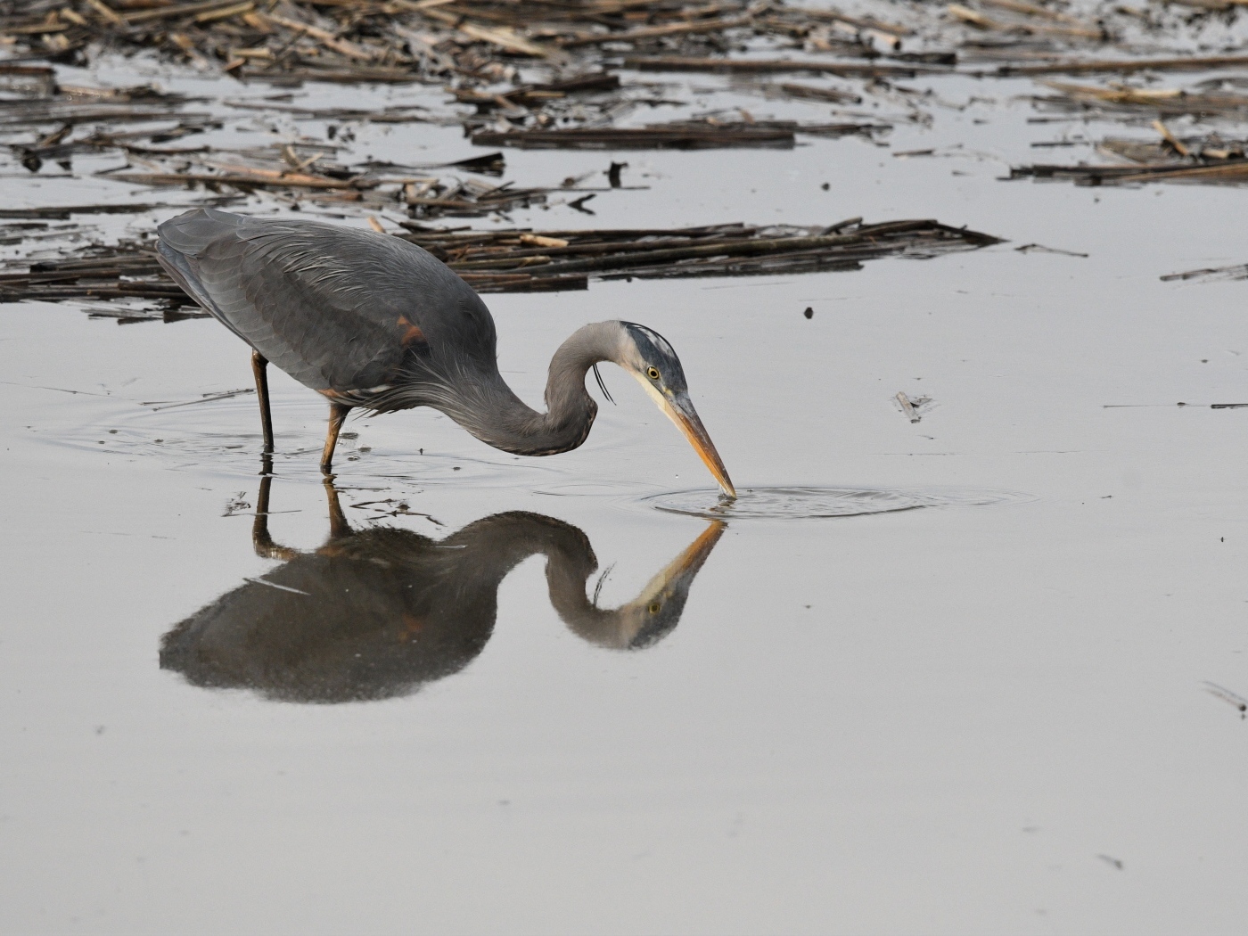 Серая цапля охотится в воде