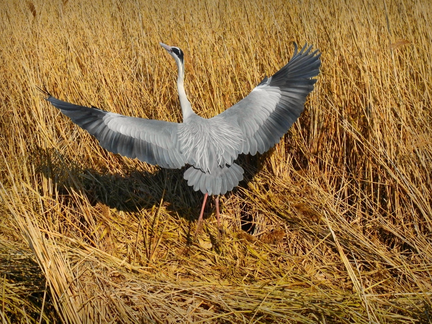 Серая цапля готовится взлететь 