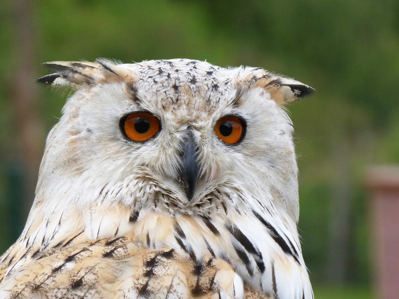 Большой евразийский филин крупным планом