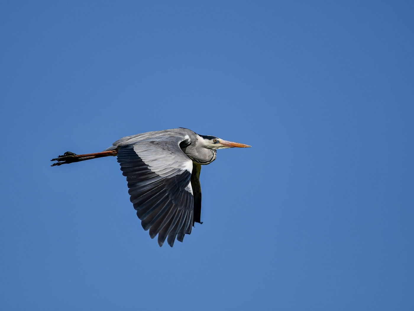 Большая серая цапля летит в голубом небе