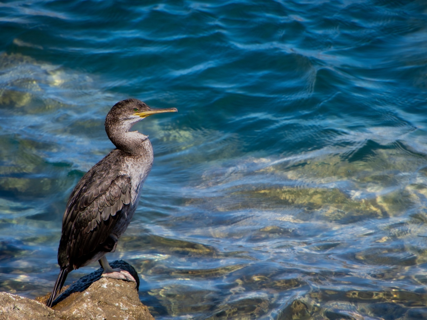 Большой баклан охотится у воды
