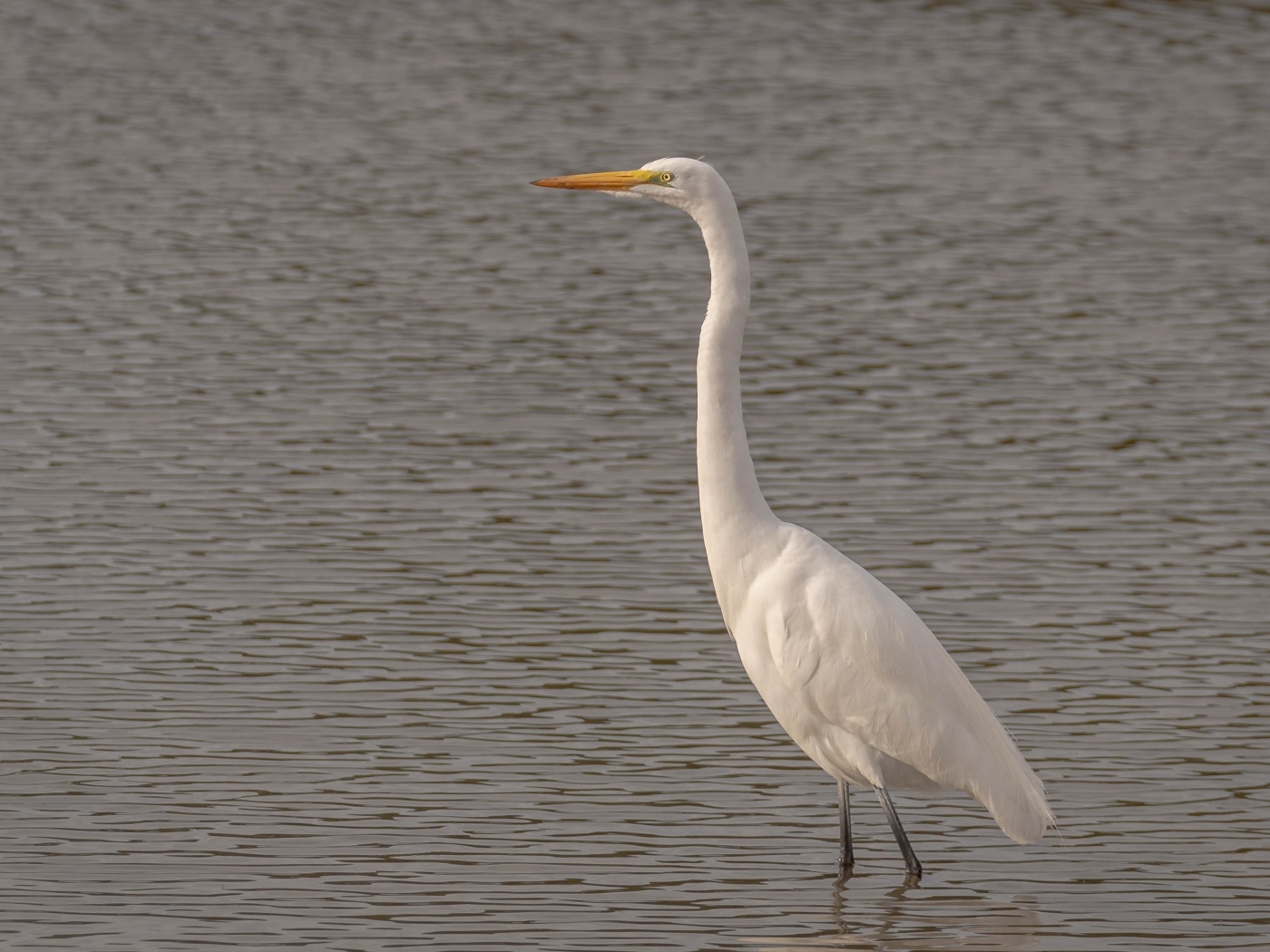 Большая белая цапля стоит в воде