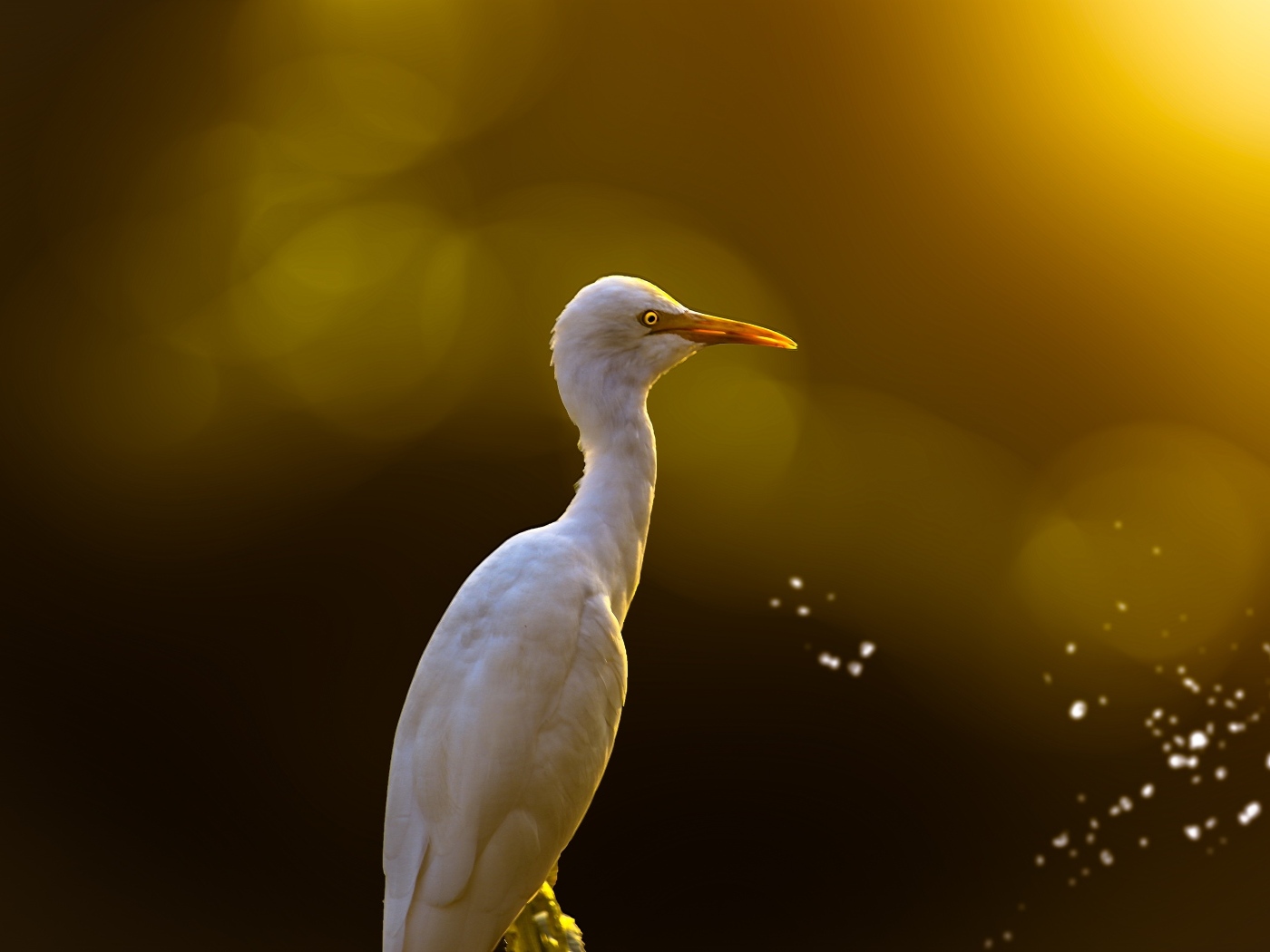 Большая белая цапля крупным планом