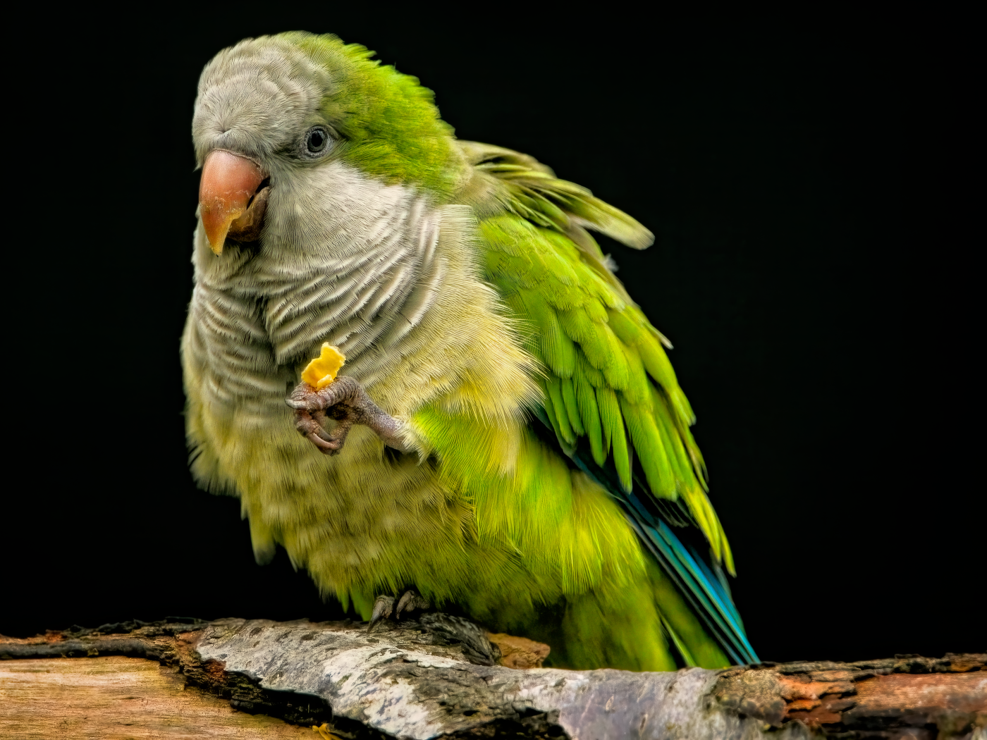 Зеленый попугай сидит на сухой ветке