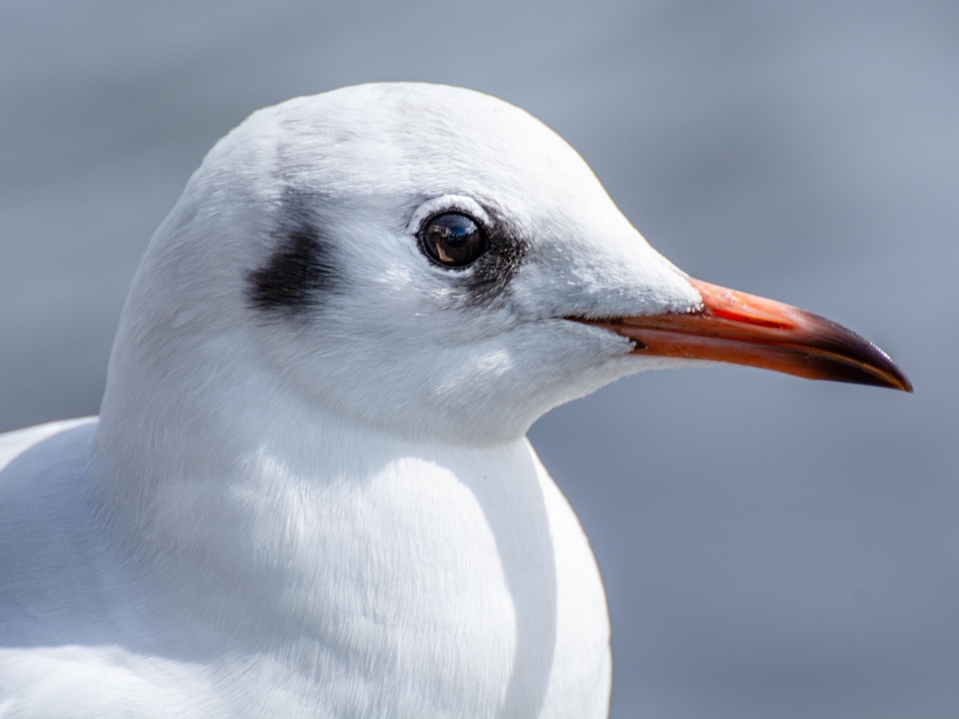 Голова чайки с острым клювом 