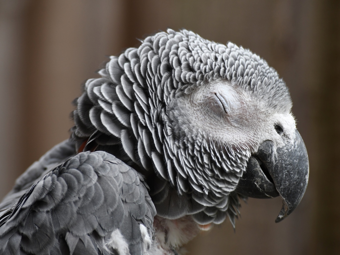 Попугай жако с закрытыми глазами