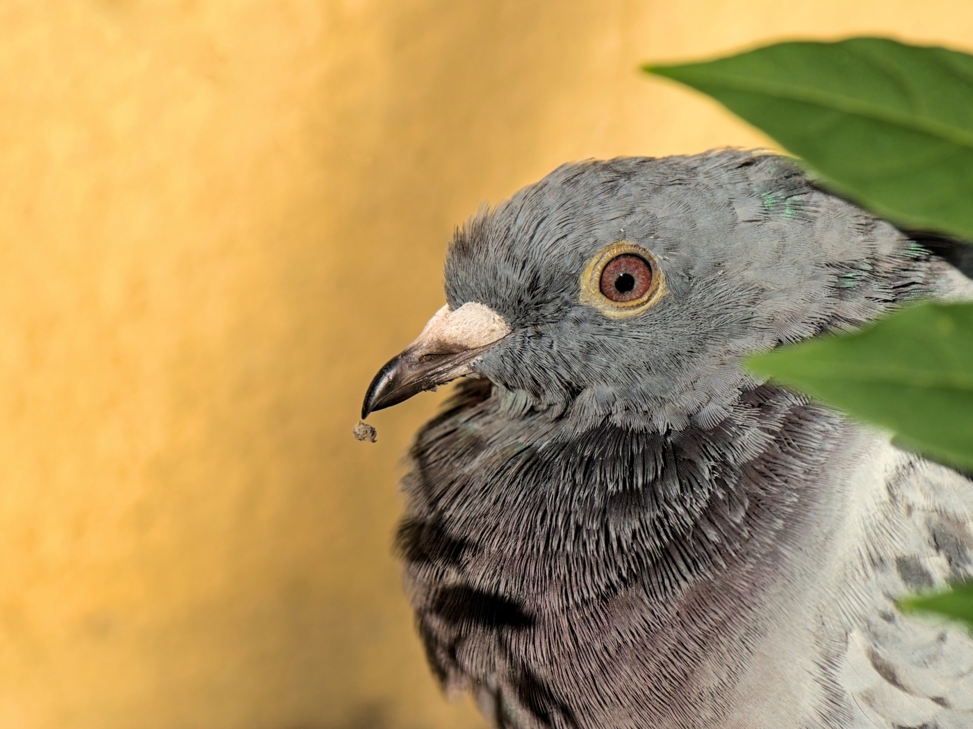 Большой серый голубь с острым клювом