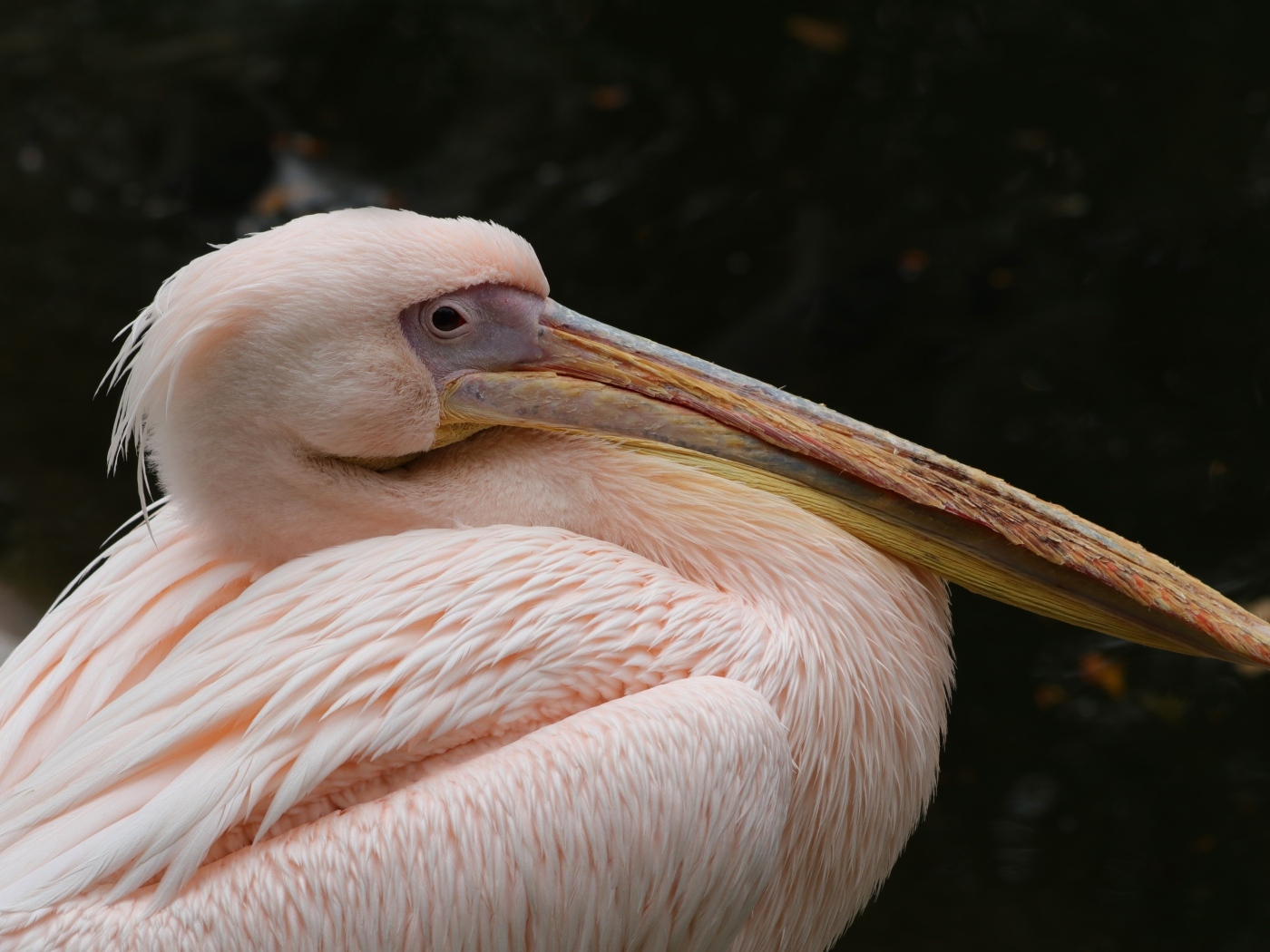 Большой розовый пеликан с острым клювом