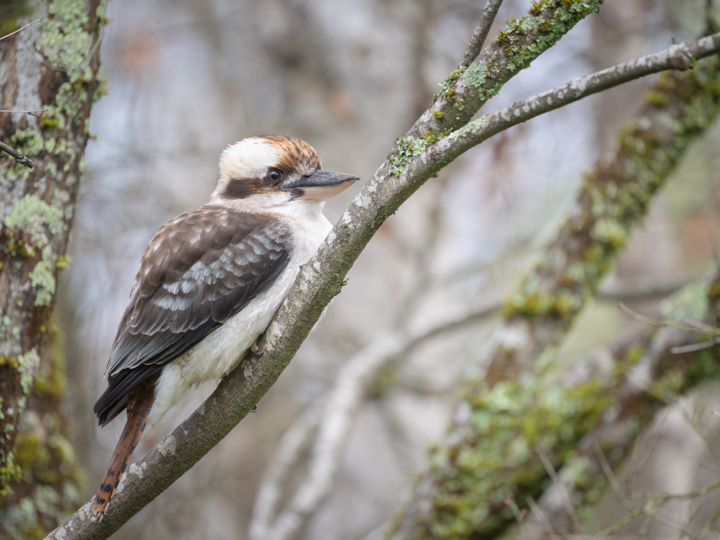 Птица смеющийся  кукабарра сидит на ветке