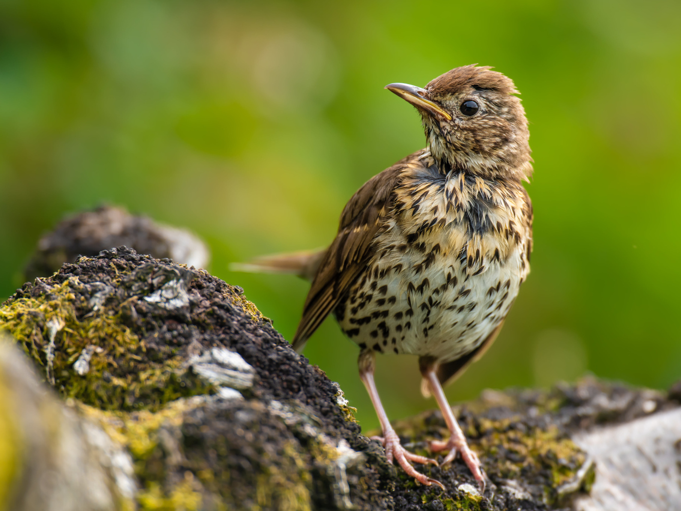 Маленький Певчий дрозд сидит на камне