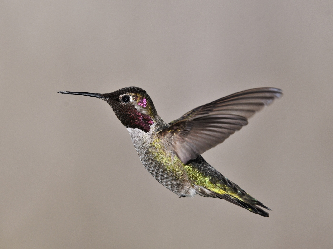 Маленькая птица колибри крупным планом