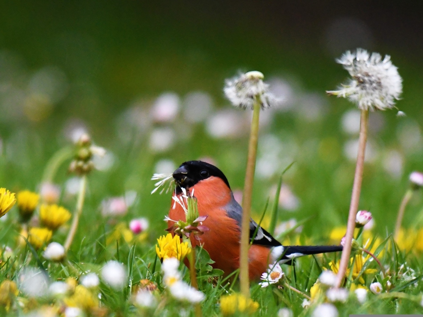 Маленький снегирь прячется в траве