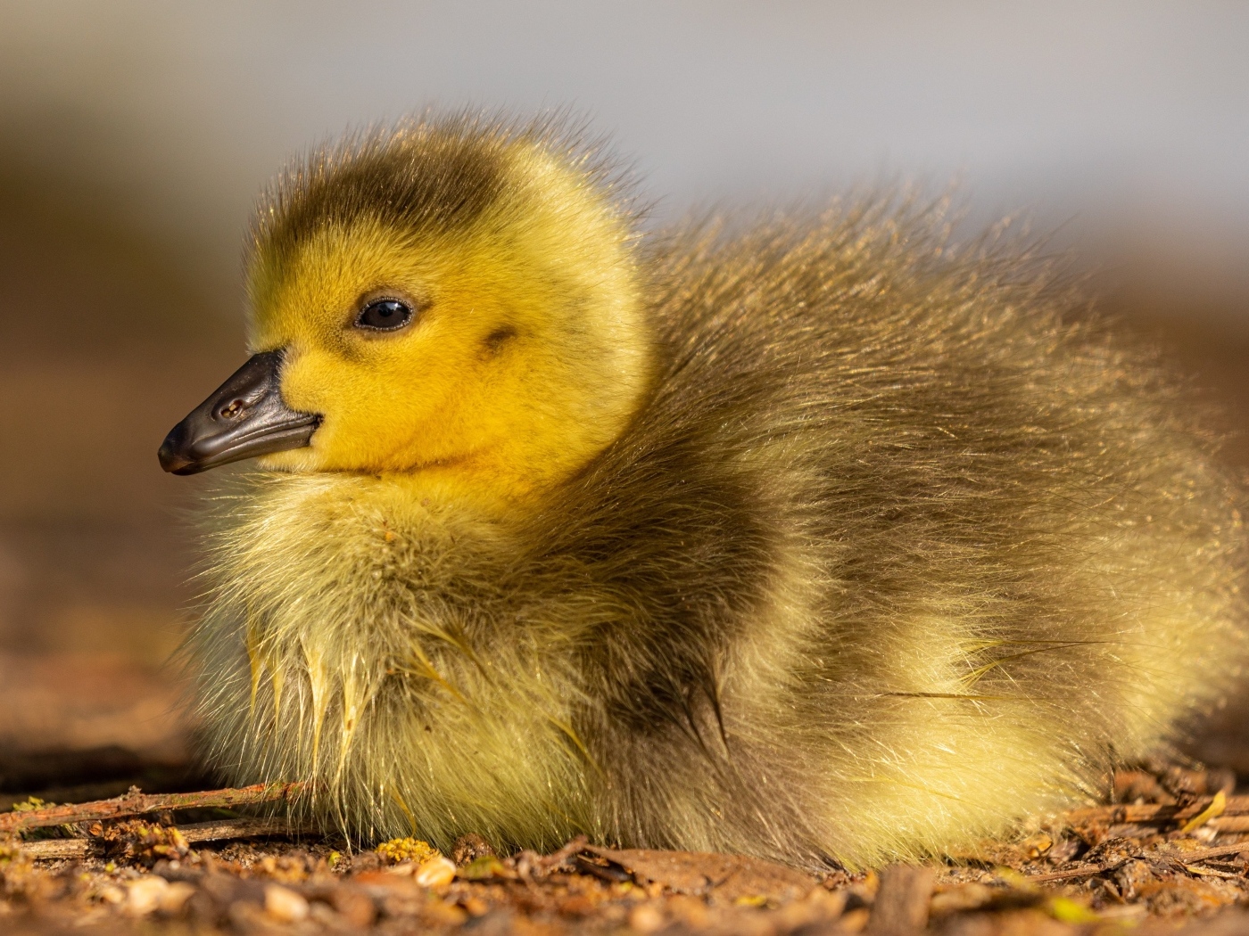 Маленький гусенок лежит на земле