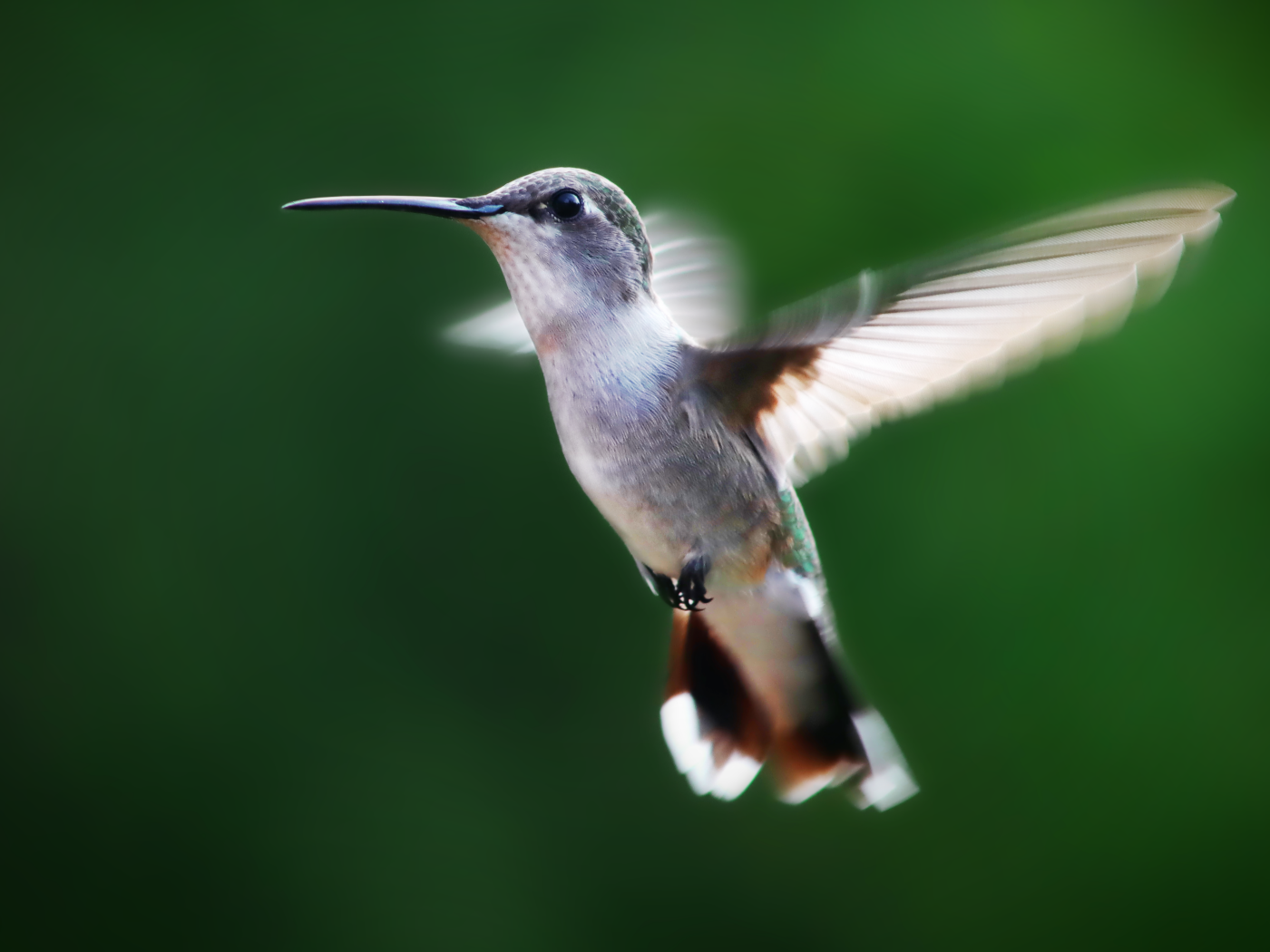 Маленькая птичка колибри на зеленом фоне