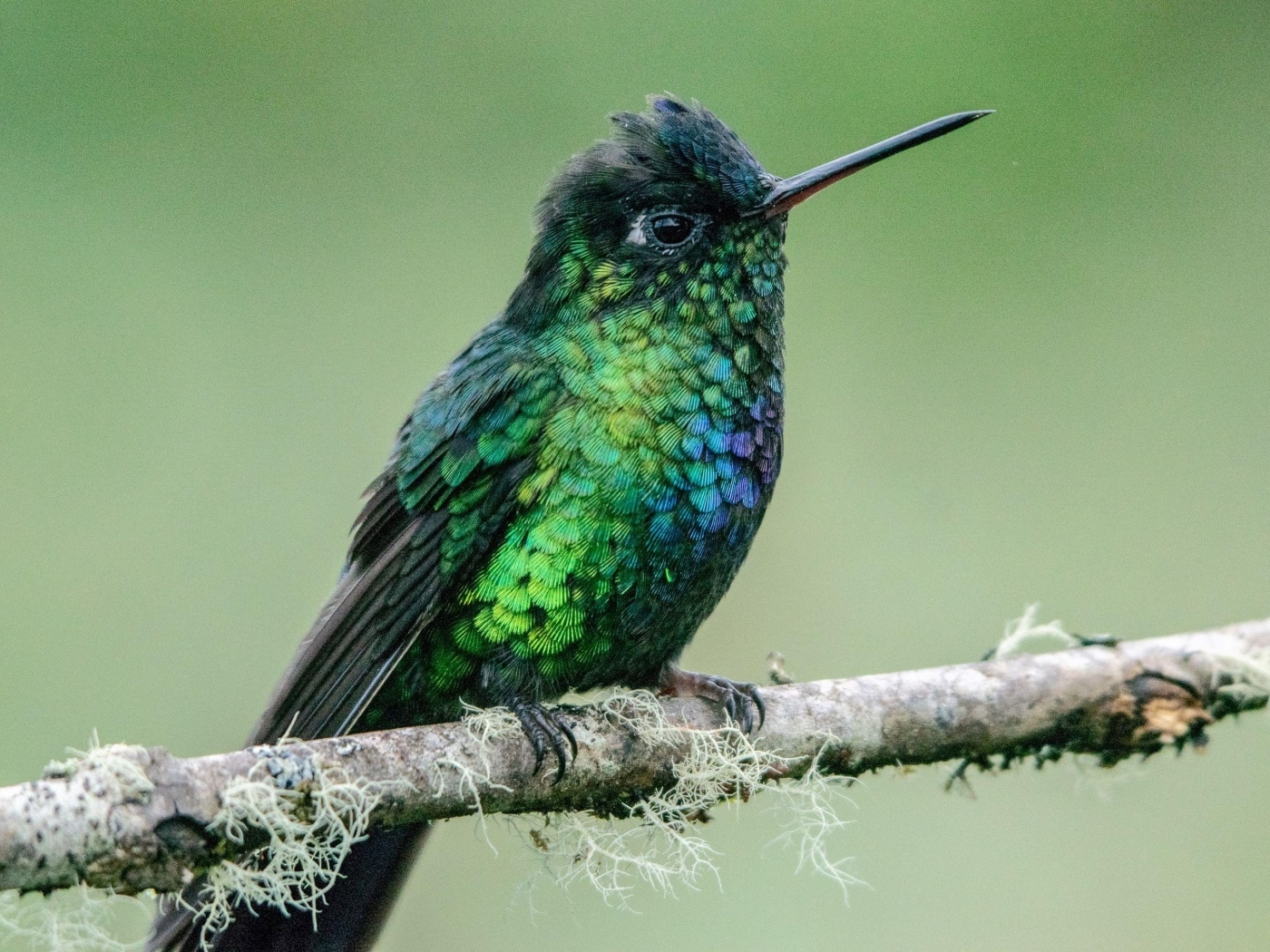 Маленькая птица зимородок на ветке