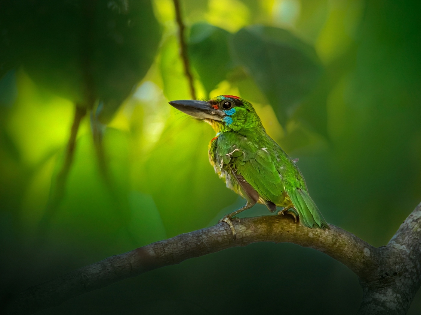 Маленький краснозобый барбет сидит на ветке 