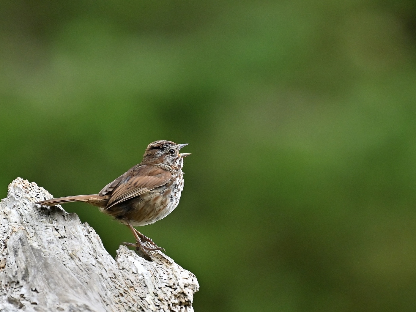 Маленький воробей на коряге крупным планом