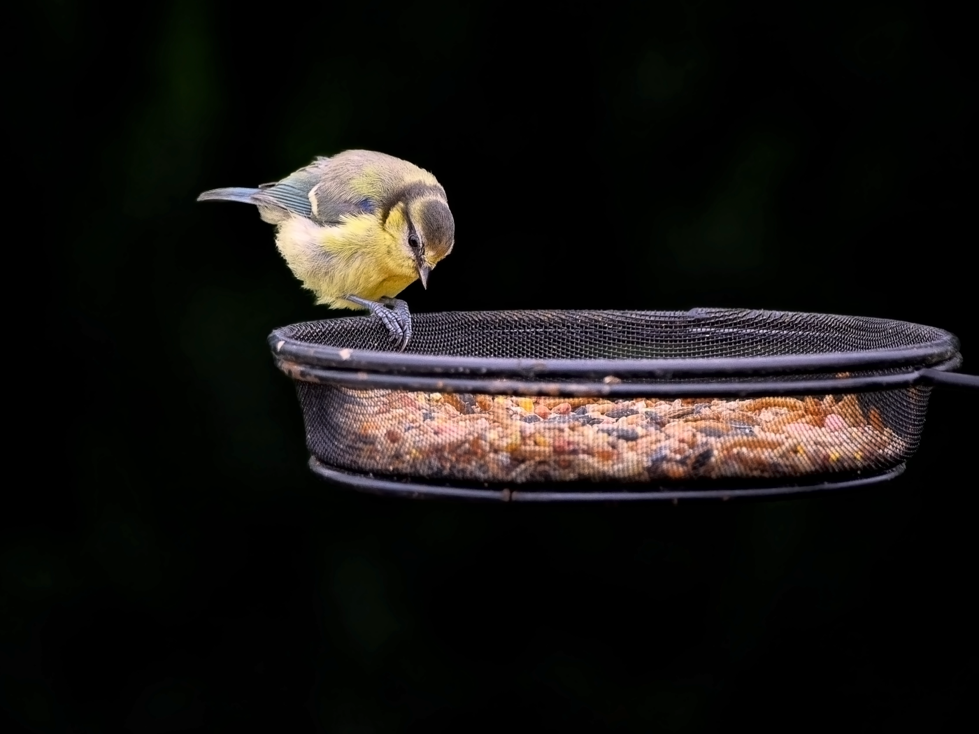 Маленькая синичка ест корм с кормушки