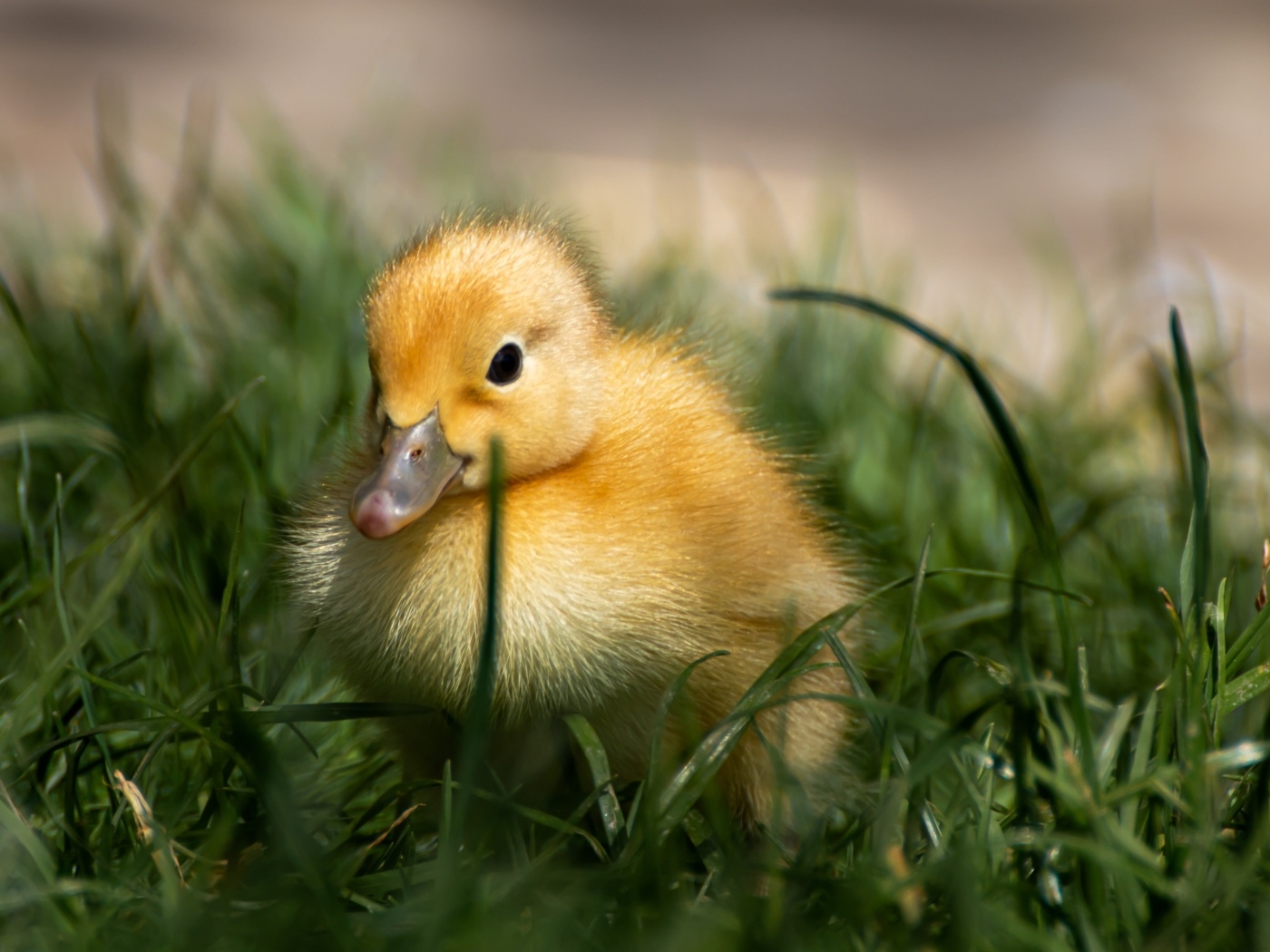 Маленький желтый утенок в зеленой траве 