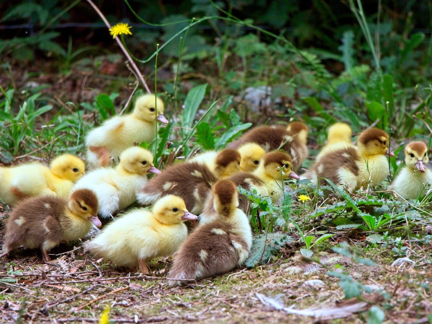 Много маленьких милых утят