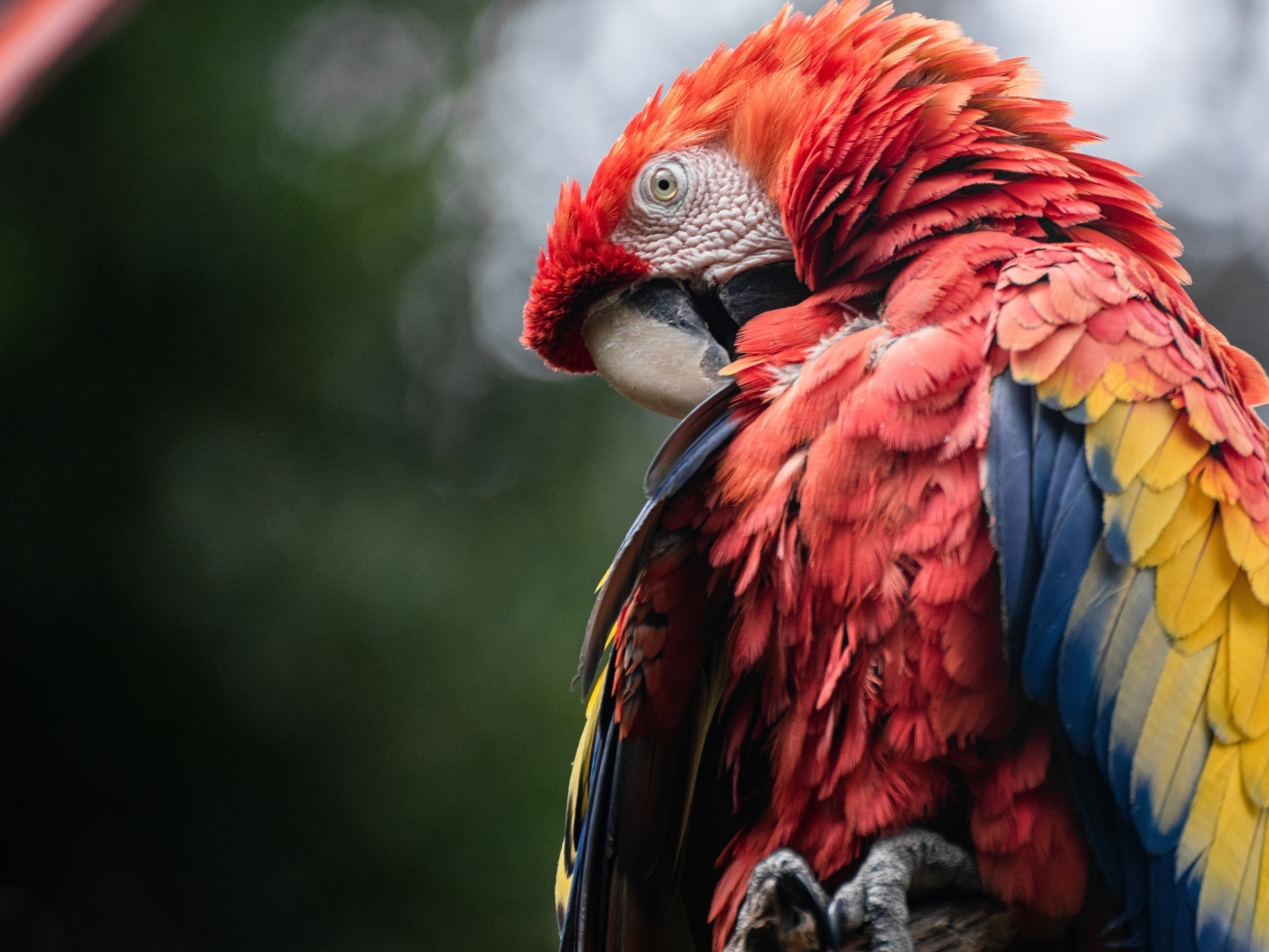 Попугай ара чистит перья