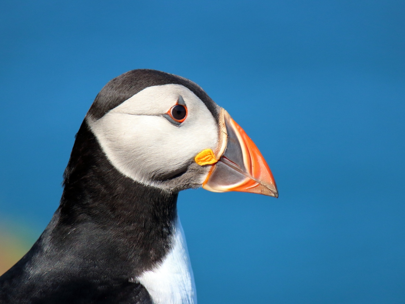 Голова тупика на голубом фоне 