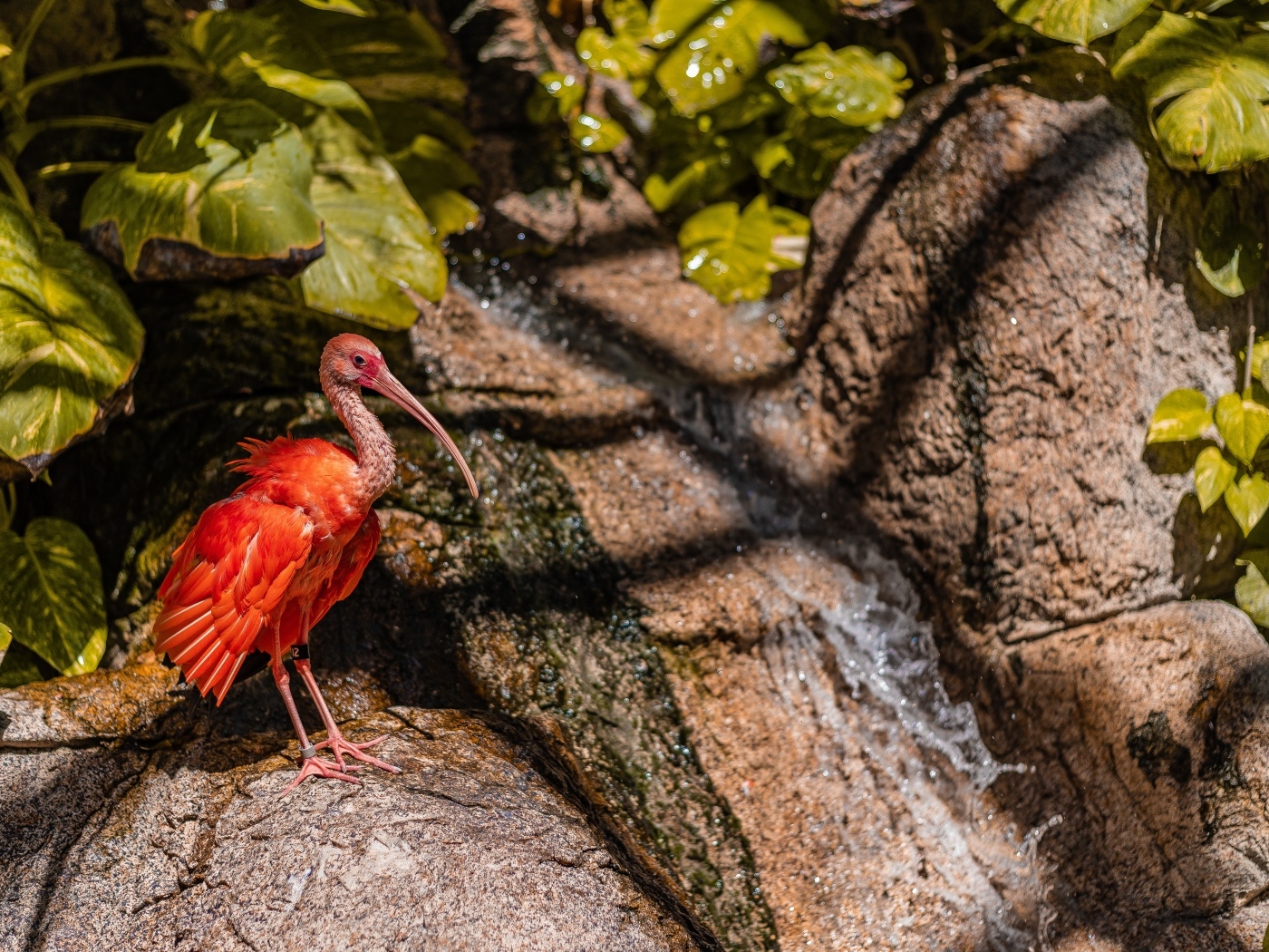 Красная птица ибис стоит на камне у водопада