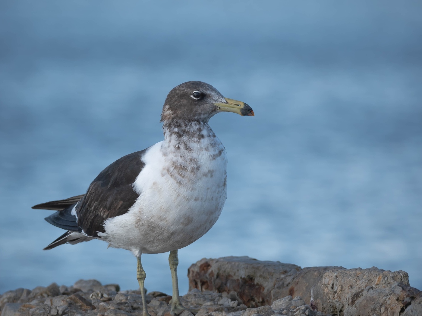 Чайка сидит на камне у моря
