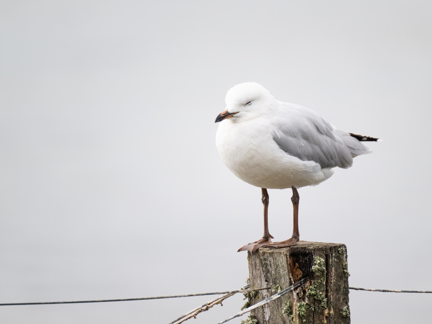 Чайка спит на деревянном пне