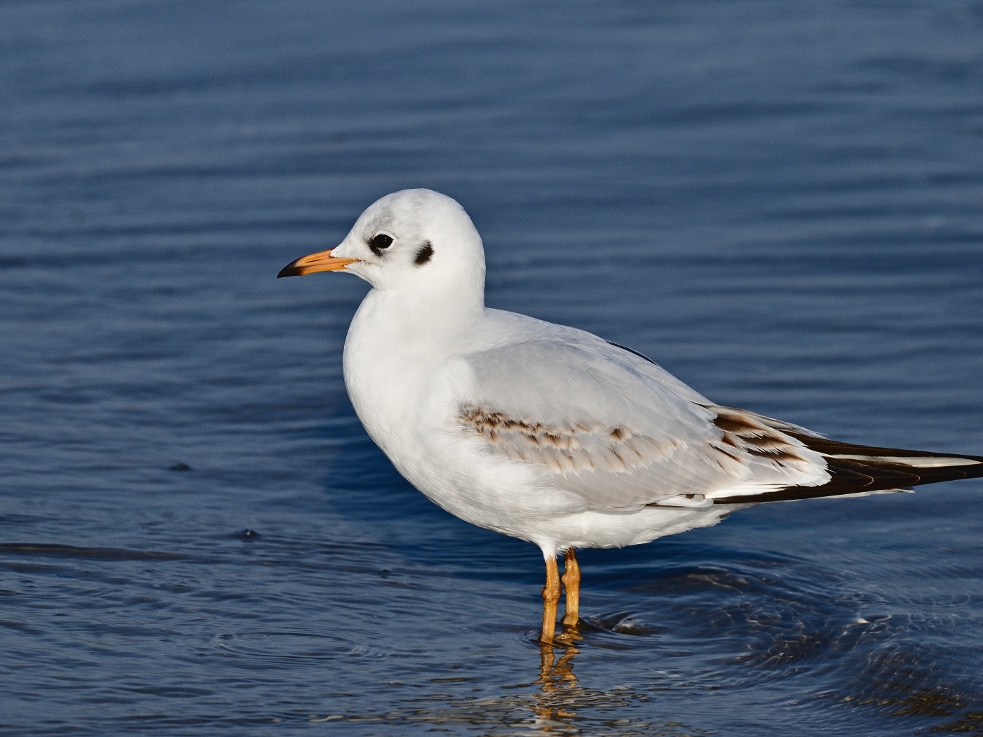Чайка стоит в воде
