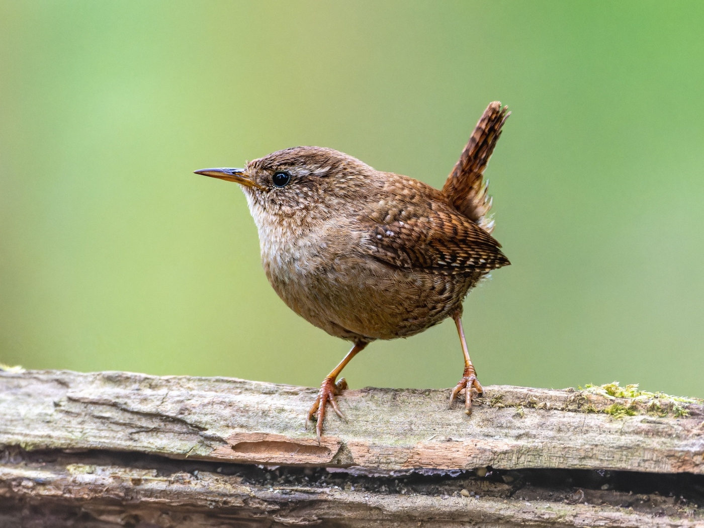 Маленькая птичка с острым коротким клювом