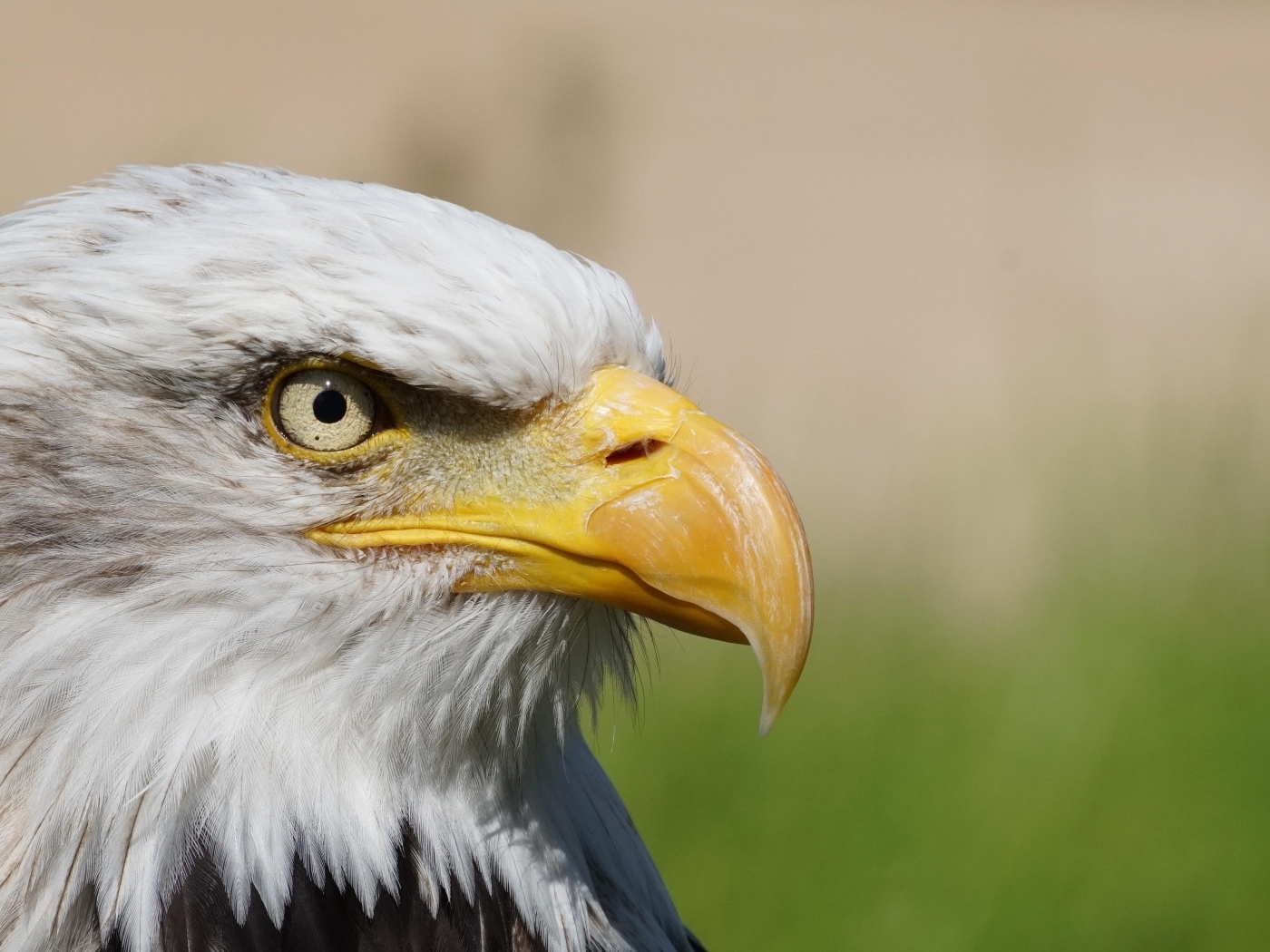 Грозный орел с острым клювом