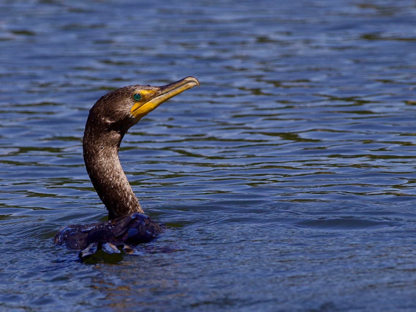 Голова черного баклана торчит из воды
