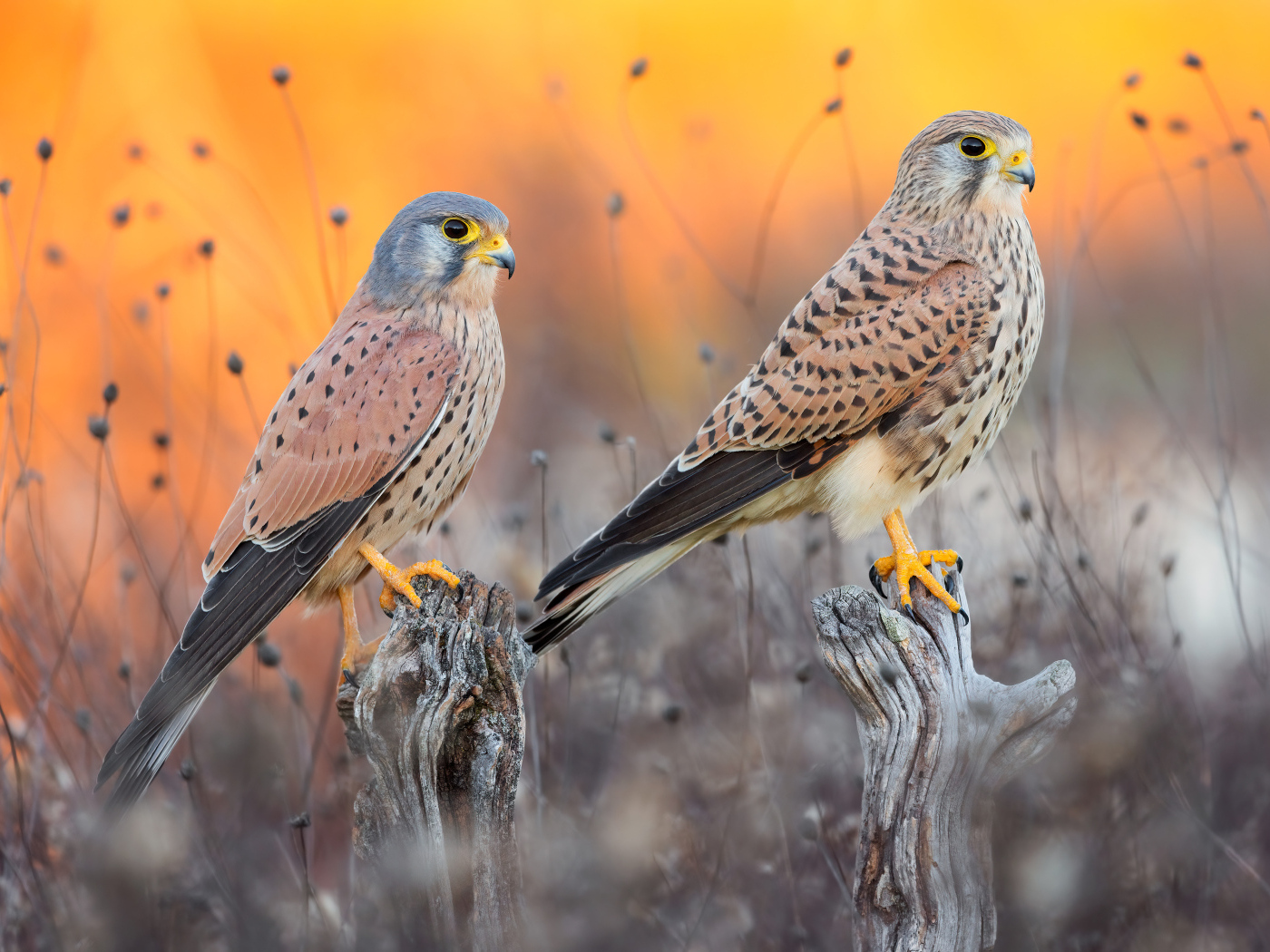 Два красивых сокола на охоте