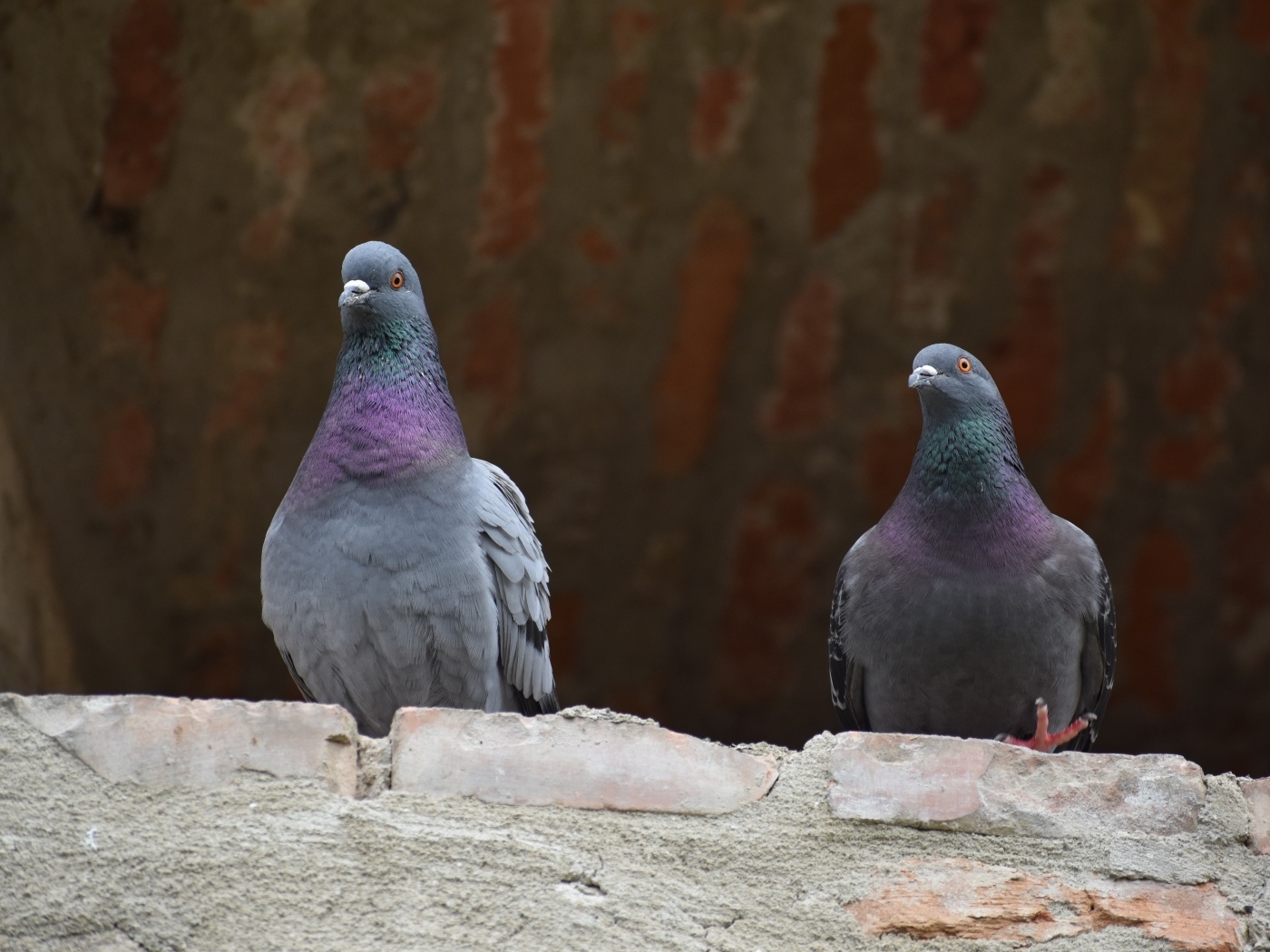 Два серых голубя под крышей