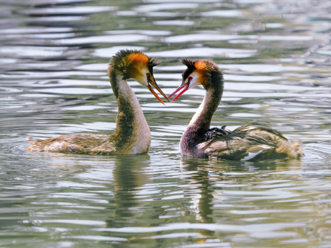 Две птицы поганки в воде