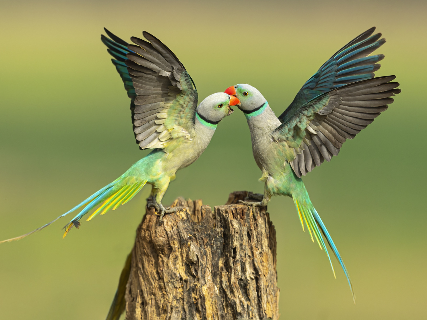 Два зеленых попугая на пне