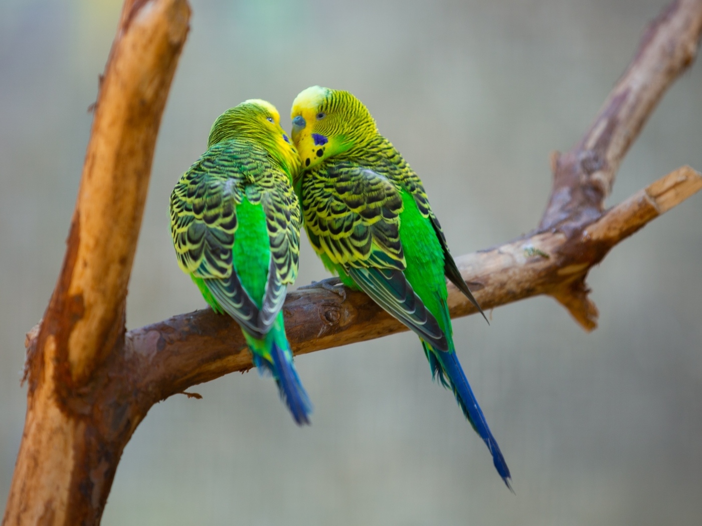 Два попугая неразлучника на ветке 