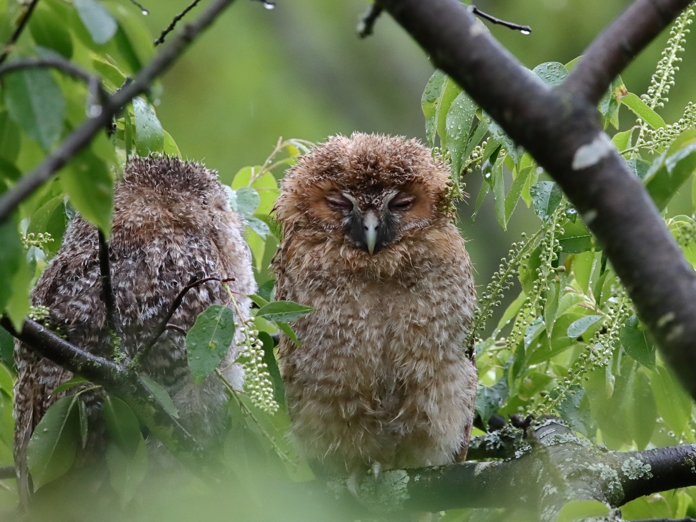 Две совы спят на ветке дерева