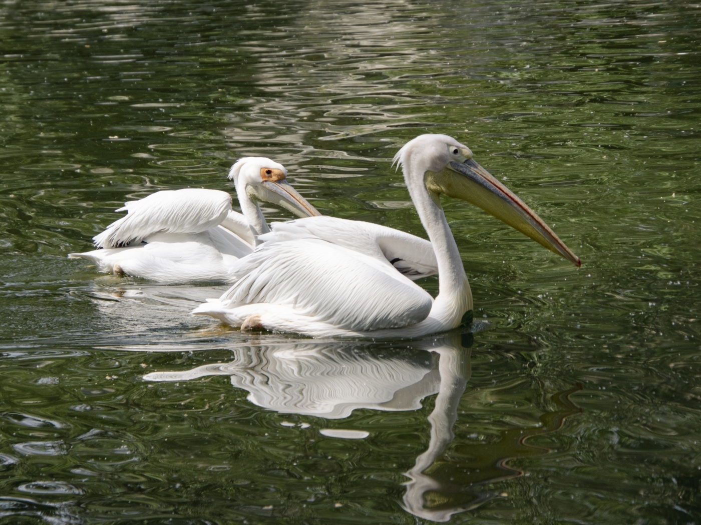 Два пеликана плавают в воде