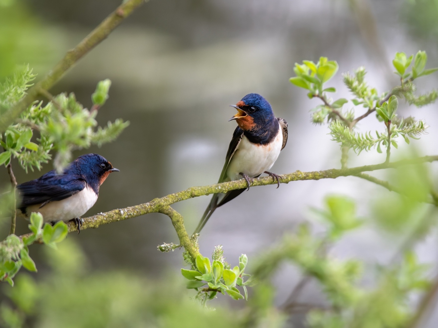 Две ласточки сидят на ветке дерева