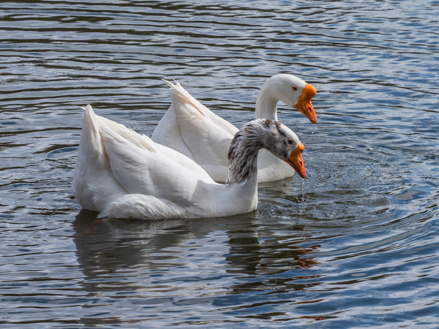 Два белых гуся в воде