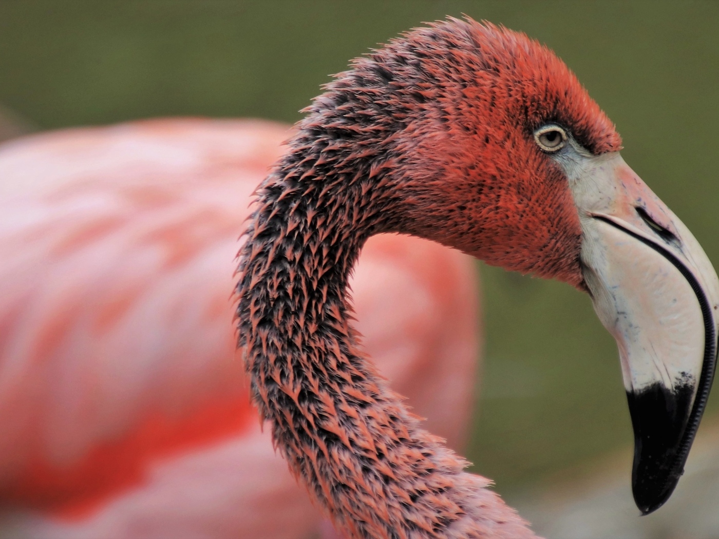 Мокрый розовый фламинго с большим клювом