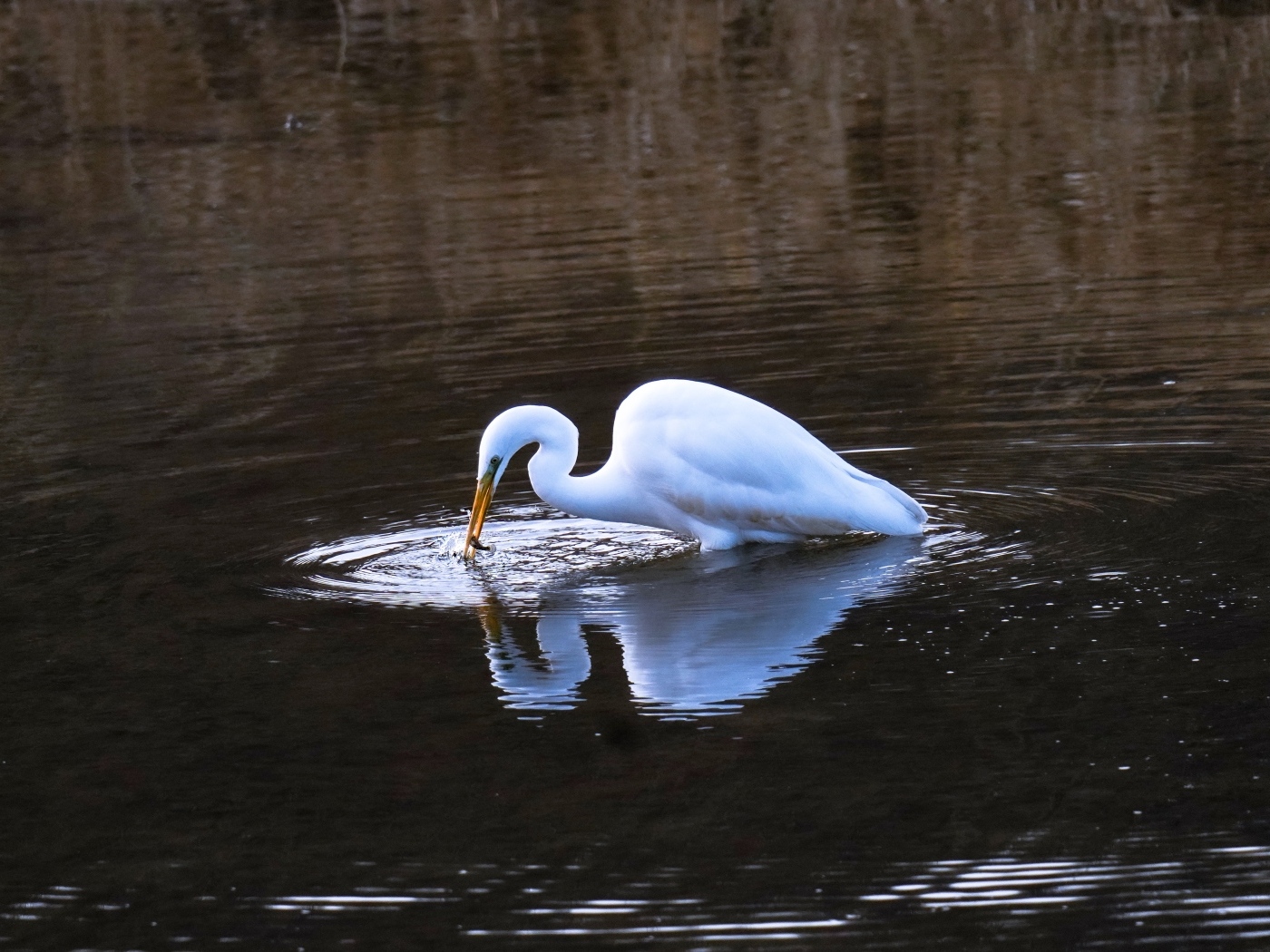 Белая цапля ловит рыбу в воде