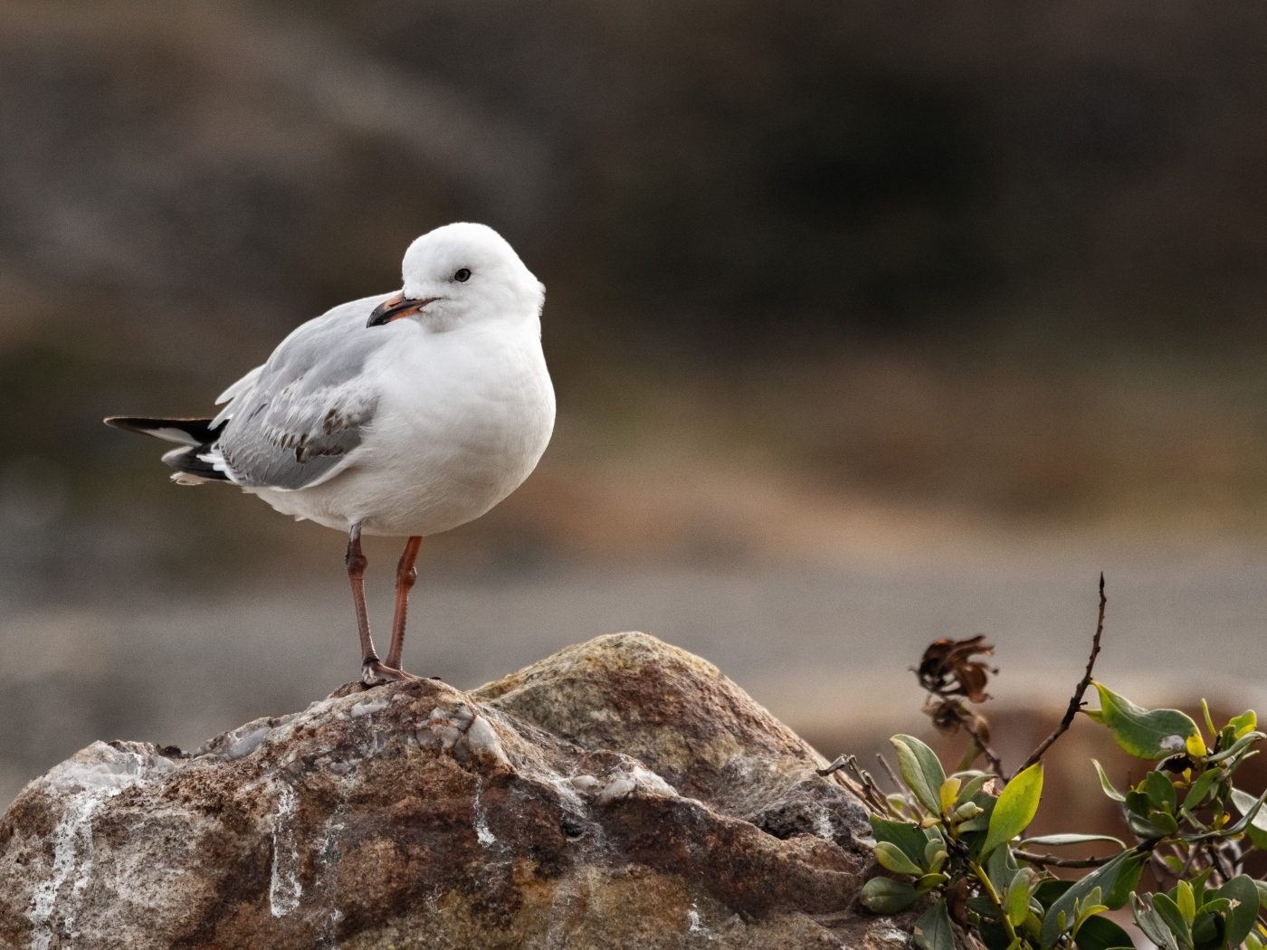 Белая маленькая чайка сидит на камне