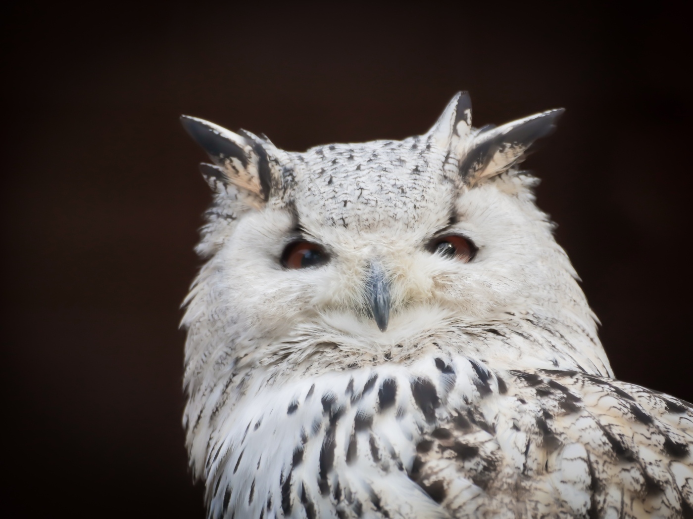 Белая сова с карими глазами на черном фоне