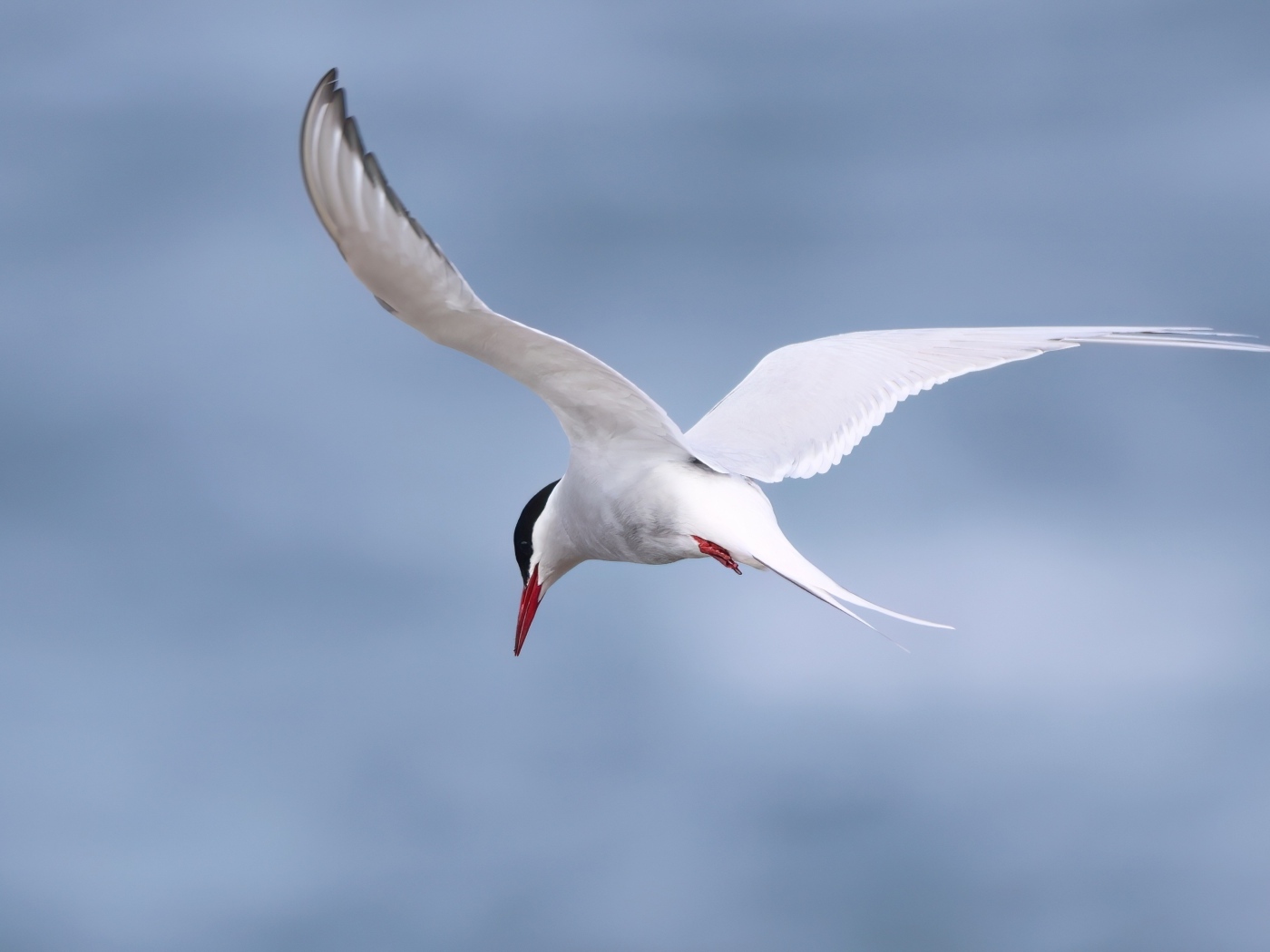 Белая чайка парит в голубом небе
