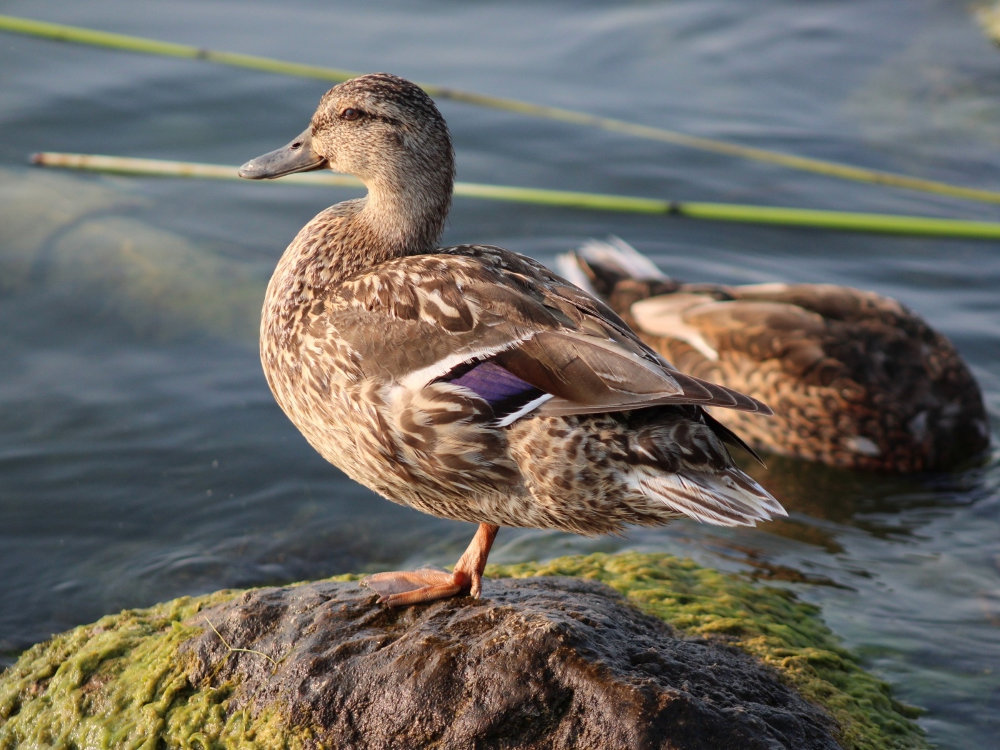 Дикая утка стоит на камне у воды
