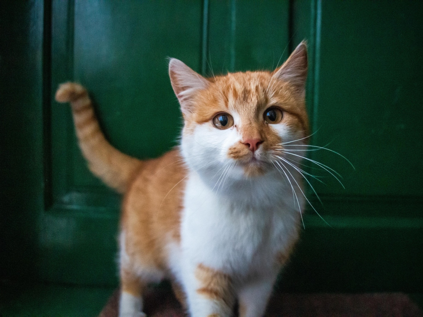 Красивый рыжий с белым кот стоит у двери 